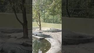 Absolutely massive crocodile  #shorts #animals #reptile #giant #dinosaru#zoo #crocodile