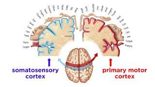 The Sensorimotor System and Human Reflexes