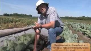 How to install row covers on vegetable crops