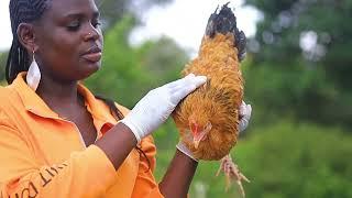 How to prepare chicken in african village life