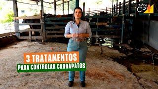 Como controlar carrapatos bovinos? Veja 3 formas de tratamentos!