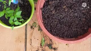 BERKEBUN SANTAI SANTAI JE..