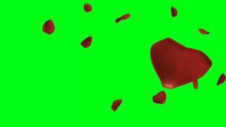 Rose Rain On Green Screen || Download Free Effects || Green Screen