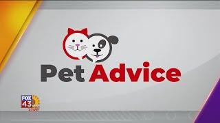 PET ADVICE: Helping pets with their allergies