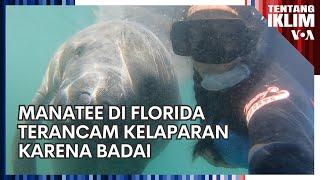 Manatee di Florida Terancam Kelaparan Karena Badai