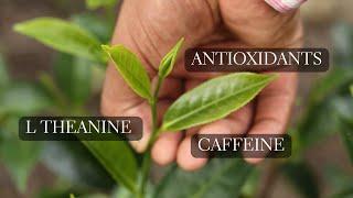 Compounds in Tea - L theanine, Antioxidants and Caffeine in Green Tea