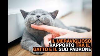 IL MERAVIGLIOSO RAPPORTO TRA IL GATTO E IL SUO PADRONE - FAMIGLIA ANIMALE