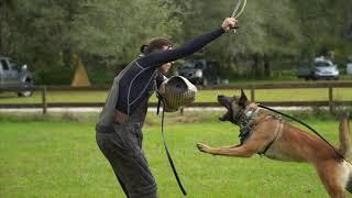 THE MOST IMPORTANT COMMAND IN DOG TRAINING || Ivan Balabanov's "Teaching The Out Command"