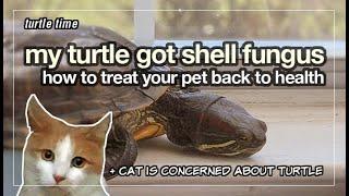 My Pet Turtle Got Shell Fungus?! (Why They Get It and How To Cure)