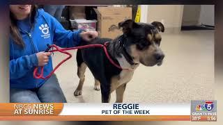 Pet Talk: Reggie