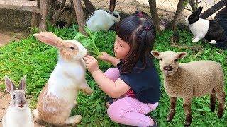 Yuk Kasih Makan Kelinci Sapi Domba Lucu - Feeding Fun Sheep Rabbit Cow Ranch