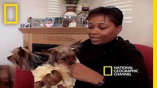 Pampered Pets | National Geographic