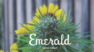 Emerald's Programmatic Advertising