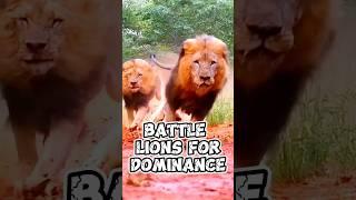 Battle for Dominance: The Savage Struggle of Male Lions in the Quest for Leadership.