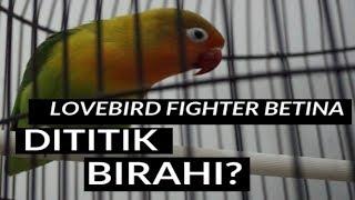 Lovebird fighter betina lomba di titik birahi isb channel