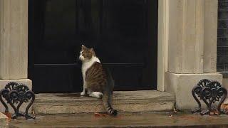 Cop Knocks on British Prime Minister's Door to Let Cat in Out of the Rain