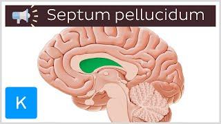 Septum pellucidum | Anatomical Terms Pronunciation by Kenhub