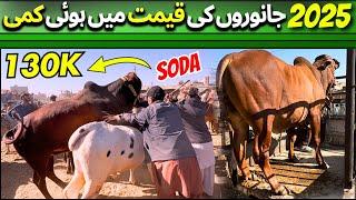 Malir Mandi Full Exposed New Video 2025 | Karachi Cow Mandi Latest Rates Update 2025 Qurbani Season