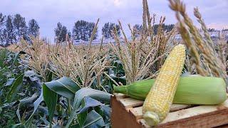 Сахарная кукуруза  выращивание и уход