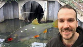 UNDERWATER WILDLIFE down a DRAIN - UK Wildlife