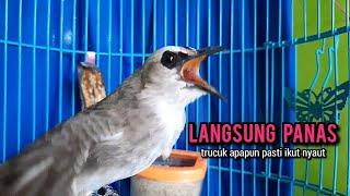 trucukan gacor TARUNG ROPEL PANJANG pancingan trucukan agar bunyi JADIKAN burung trucuk gacor EMOSI