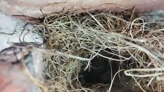 Squirrel's nest