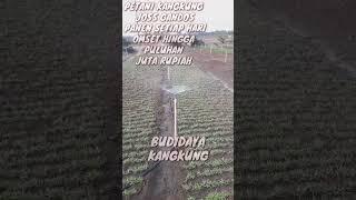 HAMPARAN TANAMAN KANGKUNG #kangkungorganik #kangkungcabut #shortsvideo #shortsyoutube #shorts