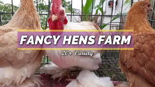 Fancy Hens Sale | Imported Birds Farm | Delivery Available | Pets At