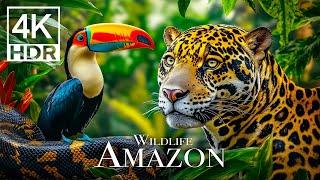 AMAZON RAINFOREST IN 4K - Animals That Call The Jungle Home #4k #jungle #animals