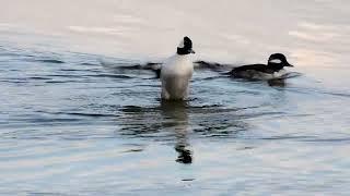 Buffleheads