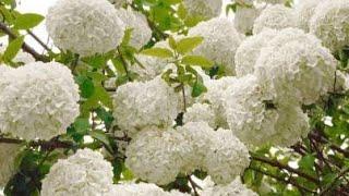 20 Best White Flower for Your Garden