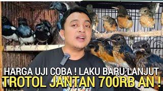 BURUNG SEHAT ! MURAI TROTOL JANTAN 700RB KACER 150RB STOCK BANYAK DI PASAR BURUNG PRAMUKA