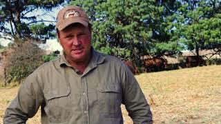 Trace minerals – the Droughtmaster stud farmer’s key to success