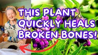  A simple Comfrey Compress quickly heals broken bones & more!  Making a Comfrey Compress at home