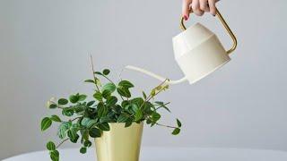 plants care #29 | all you need to know about watering plants | biosphereflora