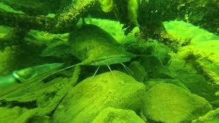 Catfish Beaver Lake, Arkansas, USA. July. Сом Озеро Бивер, Арканзас, США