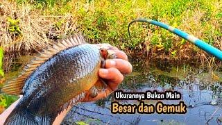 Bersyukur Sekali‼️Panen Betok Babon Purba Peninggalan Nenek Moyang || Mancing Liar