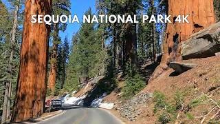 Sequoia National Park Scenic Drive | Generals Highway 4K Driving Tour