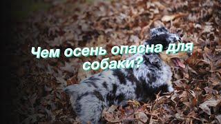 Чем осень опасна для собаки?