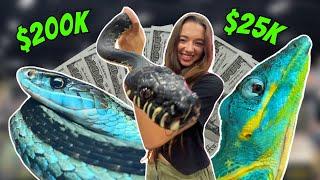 I Found The Most EXPENSIVE Reptiles at NARBC Tinley Park!