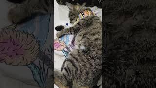 VID 19 ПОДРУЖКИ КОШКИ ПОСЛЕ ОПЕРАЦИИ  #cat #животные