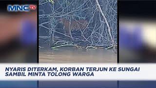 Kemunculan Harimau di Pelalawan, Riau Viral di Media Sosial - LIP 28/07