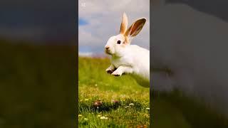 Adorable Bunny Hopping Up and Down!  Fun and Playful Bunny Moments!