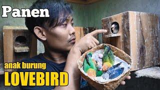 PANEN ANAKAN LOVEBIRD