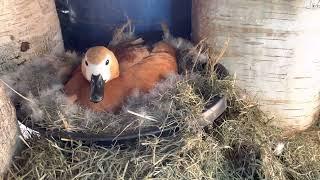 Ruddy Shelduck. Рыжая утка Огарь сидит на яйцах (второй день)