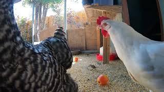 Backyard Chickens Long Compilation Relaxing Sounds Noises Hens Clucking Roosters Crowing 6 Hours!