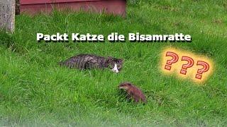 Packt Katze die Bisamratte? Ostfriesland. Norden. Tiere. Animal.