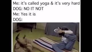 DF - yoga dog!