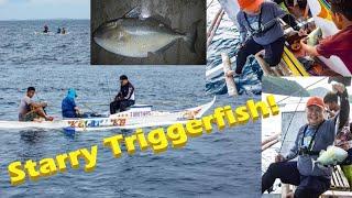 Starry Triggerfish (Pakol) - On Jig 2x