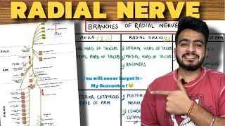 Radial Nerve Anatomy | Upper Limb Anatomy